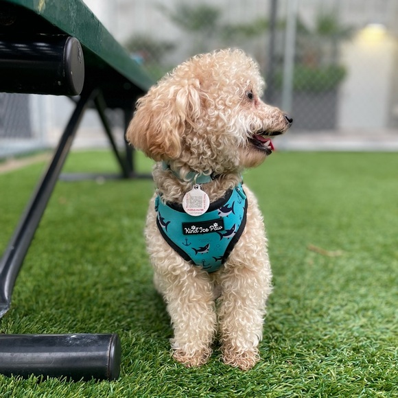 ✨ BRAND NEW Shark Dog Harness | Adjustable | Beach-Ready! - Picture 5 of 7